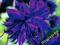 AQUILEGIA - ORLIK OGRODOWY BARLOW BLUE 1 SZT.