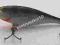 WOBLER RAPALA SHAD RAP SSR07 S WOBLER BYDGOSZCZ