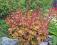 Żurawka Heuchera MARMALADE