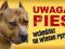 AMSTAFF UWAGA PIES TABLICZKA NA DRZWI