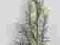 ASP1-2 asparagus,sztuczne kwiaty hurt-detal