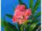 G243 ŚLICZNY Oleander SZTUCZNE KWIATY Różowy PINK