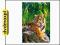 CASTOR 500 TYGRYS SUMATRZAŃSKI 51649 (PUZZLE)