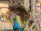 Paw pawie indyjskie