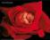 ANNE GEDDES - RED ROSE - piękny plakat 50x40cm