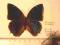 Charaxes tiridates -R.C.A. A1-.