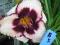 Liliowiec, liliowce, hemerocallis  oczko sliczne