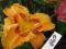 Liliowiec, liliowce, hemerocallis  oczko słoneczny