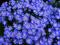 ASTER BYLINOWY BLUE STAR 1szt