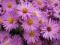 ASTER BYLINOWY HERBSTER VON BRESSERHOF 1szt