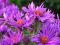 ASTER NOWOANGIELSKI PURPLE DOME 1szt