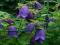 DZWONEK PURPLE SENSATION - CAMPANULA 1szt