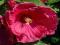 HIBISKUS - KETMIA SYRYJSKA JAZZBERY JAM 1szt