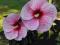 HIBISKUS - KETMIA SYRYJSKA SUMMER STORM 1szt