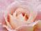 Różowa róża - Krople deszczu - plakat 91,5x61 cm