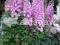21 Delphinium Elatum new Millenium Blushing Brides