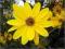Słoneczniczek szorstki - żółty C0,5