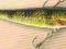 WOBLER JAXON MINNOW 11 CM 20 GRAM KOLOR O