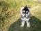 Husky Syberian Leszno WLKP