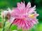 AQUILEGIA - ORLIK OGRODOWY BARLOW PINK 1 SZT.