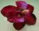 Orchidea storczyk fuksja