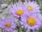 ASTER ALPEJSKI DUNKLE SCHONE ASTER ALPINUS 9