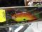 RAPALA WOBLER DT-20 na Suma TROLLING _7cm@ do 6m !