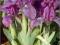 Irys bródkowy Banbury Ruffles - fiolet C0,5