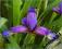 Irys trawolistny - fioletowy C0,5