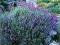 Lawenda wąskolistna Hidcote Superior - fiolet C0,5