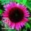Jeżówka LILLIPUT ----- mini Echinacea---cudna