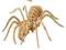 Pająk TARANTULA  *** PUZZLE DREWNIANE 3D ***