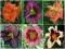 HEMEROCALLIS - LILIOWIEC ZESTAW 6 ODMIAN