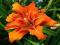 HEMEROCALLIS - LILIOWIEC DOUBLE ORANGE 1szt HEMEROCALLIS - LILIOWIEC DOUBLE ORANGE 1szt