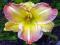 HEMEROCALLIS - LILIOWIEC BIG SMILE 1szt HEMEROCALLIS - LILIOWIEC BIG SMILE 1szt