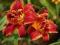 HEMEROCALLIS - LILIOWIEC DOUBLE RED ROYAL 1szt