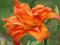 HEMEROCALLIS - LILIOWIEC FULVA FLORE PLENO 1szt