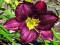 HEMEROCALLIS - LILIOWIEC SUPER PURPLE 1szt