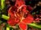 HEMEROCALLIS - LILIOWIEC MERLOT ROUGE 1szt HEMEROCALLIS - LILIOWIEC MERLOT ROUGE 1szt