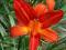 HEMEROCALLIS - LILIOWIEC CAMPFIRE EMBERS 1szt HEMEROCALLIS - LILIOWIEC CAMPFIRE EMBERS 1szt