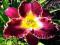 HEMEROCALLIS - LILIOWIEC STORM OF THE CENTAURY 1sz