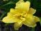 HEMEROCALLIS - LILIOWIEC DOUBLE YELLOW 1szt HEMEROCALLIS - LILIOWIEC DOUBLE YELLOW 1szt