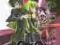 CODE GEASS LELOUCH OF THE REBELLION S 2.1 2 DVD PL