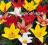 TULIPAN TULIPANY OLBRZYMIE 25SZT NOWOSĆ W-WA