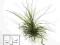 Tillandsia filifolia, oplątwa