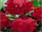 Piwonia chińska Red Magic - czerwone C3