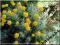 Santolina cyprysikowata - żółty, srebrny liść C0,5