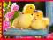 PUZZLE CASTOR 120 ELEM.- DWIE KACZUSZKI - Two Duck