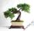 Sztuczne drzewko Bonsai Zokei Cedr - 40cm