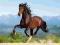 PUZZLE CASTOR 1500 EL. Ogier Andalusian